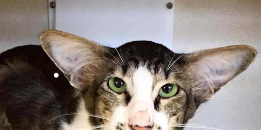 The Internet Found A Cat That Looks Exactly Like Adam Driver And It S Uncanny E Online Uk